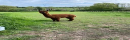 Alpaca livestock for sale: Alpaca herd   in Doncaster - Advert 5