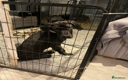 Great Dane dogs for sale: Gorgeous Black/Blue Great Dane Puppies - Image 19