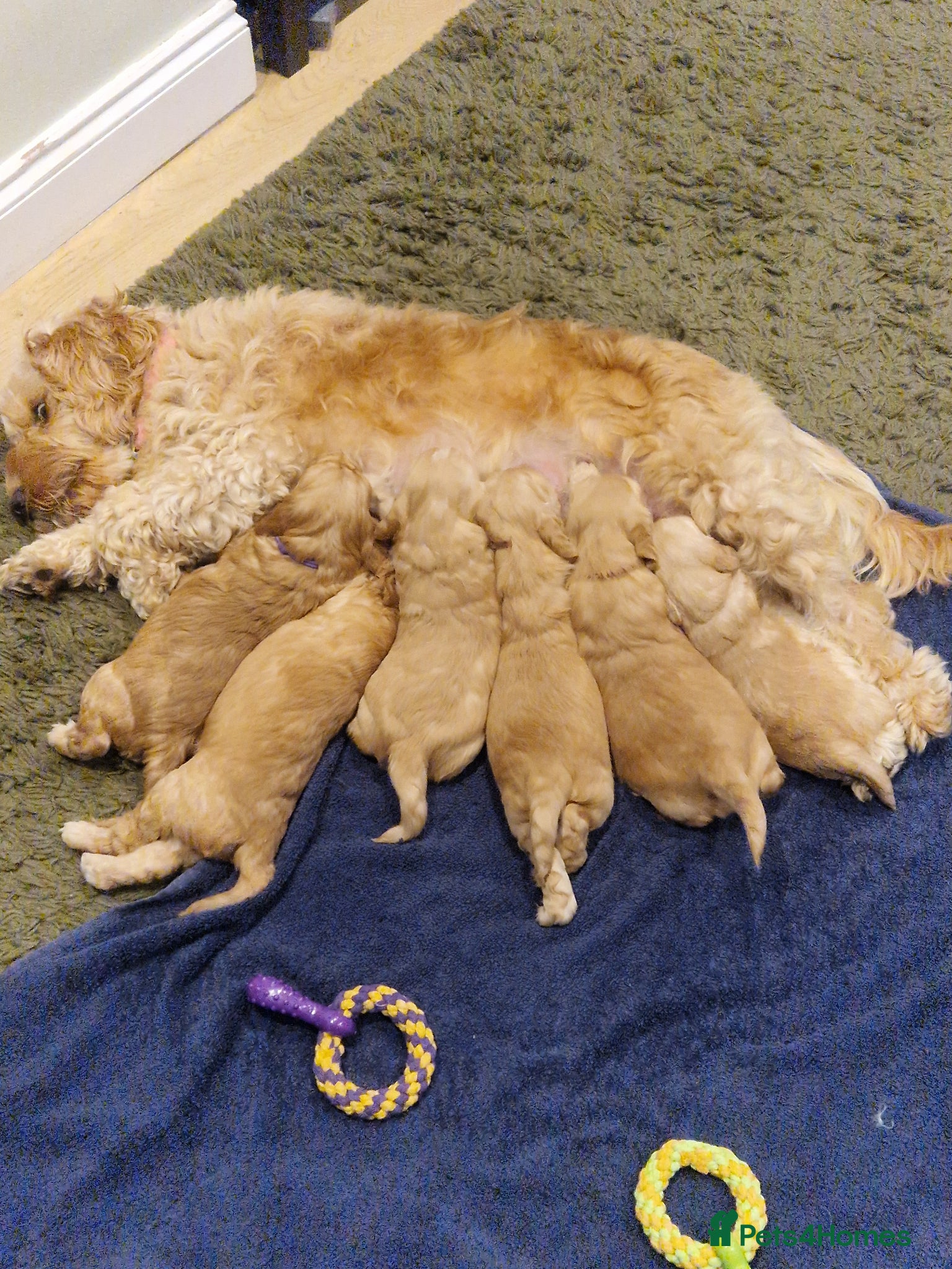 Cockapoo dogs for sale: Last beautiful boy left Gorgeous Golden Cockerpoo - Advert 35