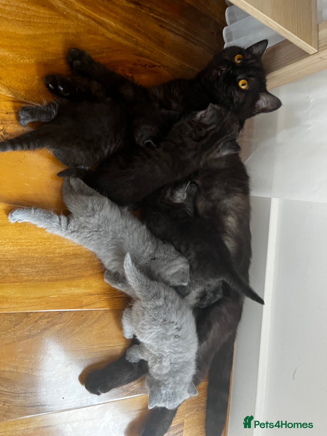 British Shorthair cats for sale: British Shorthair Kittens – 1 Boy & 3 Girls - Image 8
