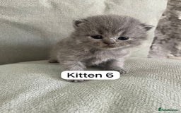 British Shorthair cats for sale: Full breed British short hair - Image 8