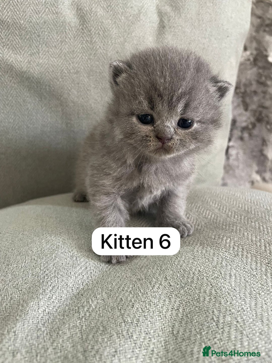 British Shorthair cats for sale: Full breed British short hair - Image 8