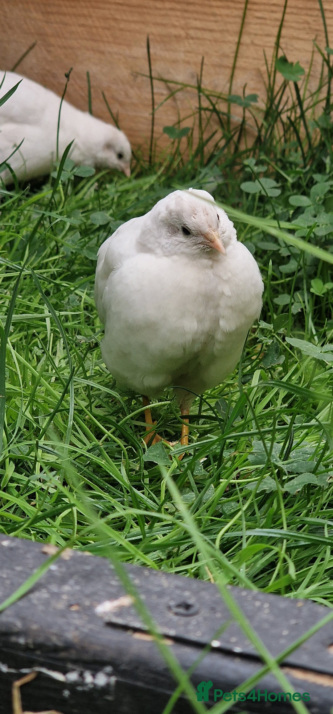 Quail poultry for sale: Chinise painted quail  - Image 2