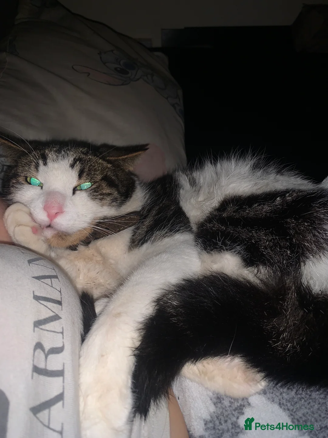 American Shorthair cats for sale: Male adult cat  - Advert 2