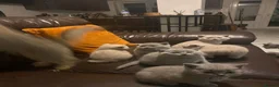 British Shorthair cats for sale: Beautiful British Shorthaired kittens - Advert 8