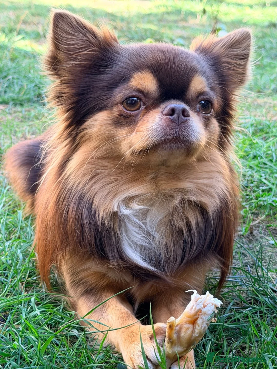 Chihuahua dogs for stud: Russian blood, Russian import stud - Advert 1