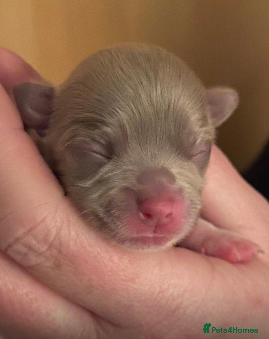 Chihuahua dogs for sale: Beautiful long haired, chihuahua puppies - Advert 11