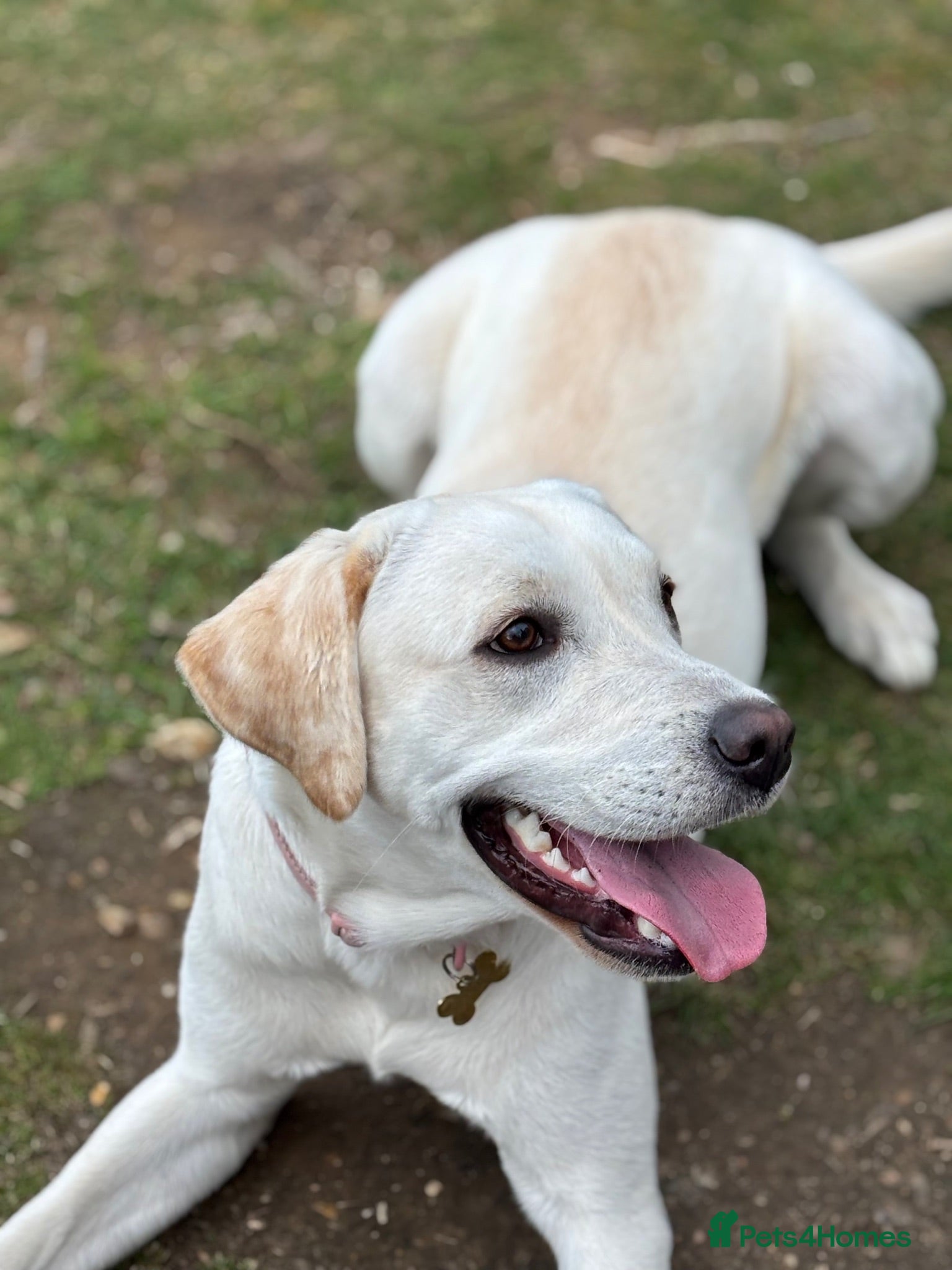 Labrador Retriever dogs Beautiful Labrador Looking for Her Forever Home 🐾 - Advert 4