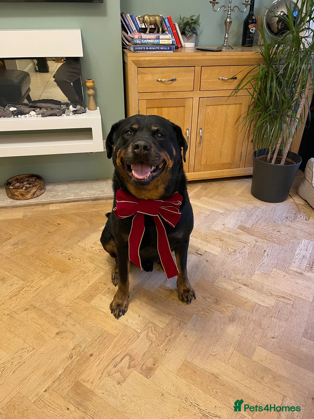 Rottweiler dogs for sale: Belly, 8-Year-Old Loving Rottweiler - Advert 6
