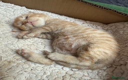 Devon Rex cats for sale: Adorable first generation permitted outcross - Image 16