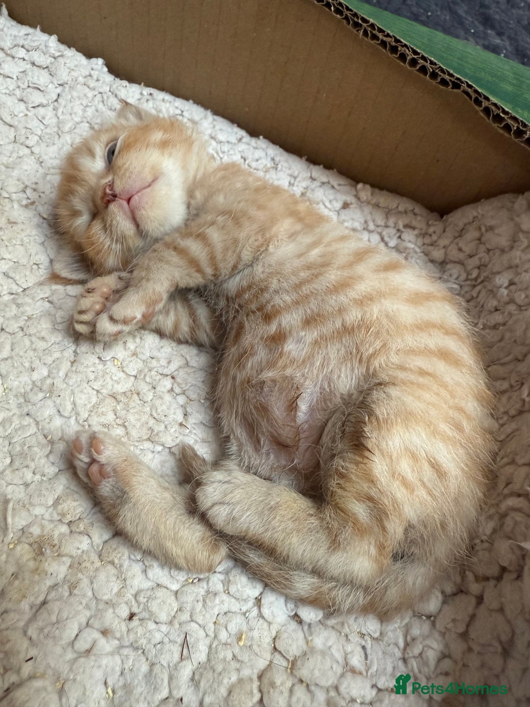 Devon Rex cats for sale: Adorable first generation permitted outcross - Image 16