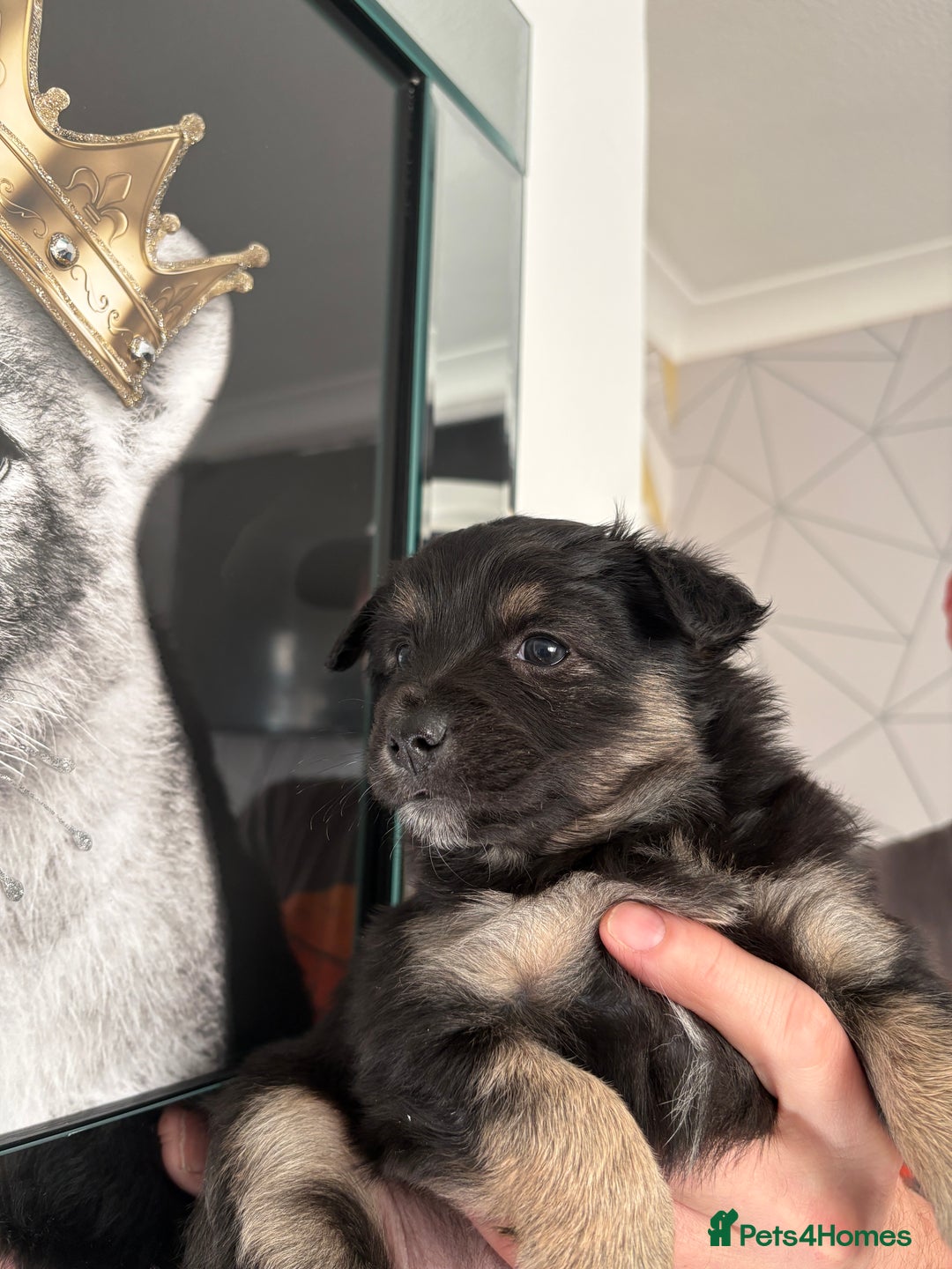 Mixed Breed dogs for sale: Italian volpino x deer head chihuahua puppies  - Advert 9
