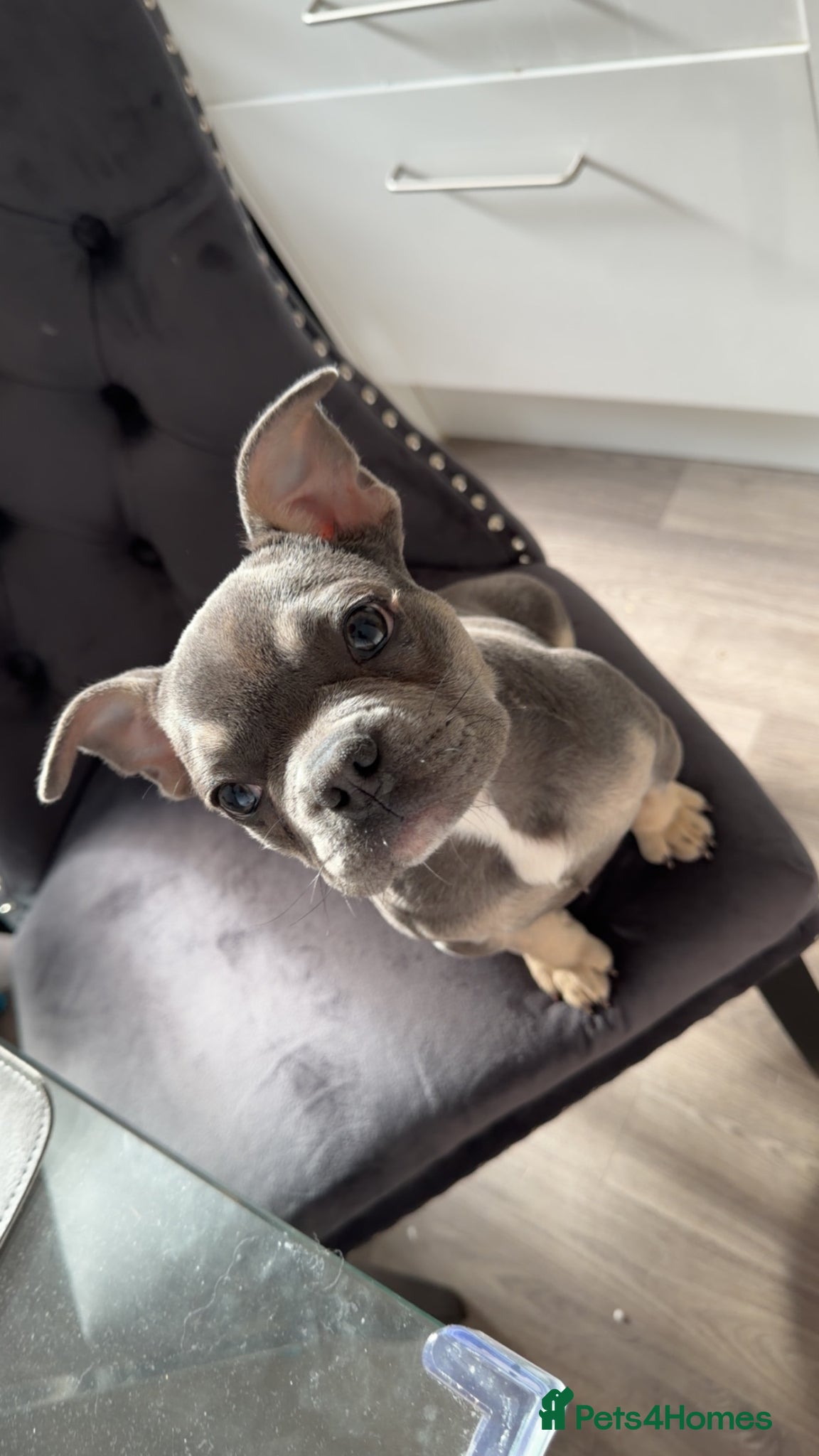 French Bulldog dogs 16 weeks old French bulldog  - Advert 15