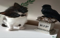 British Longhair cats for sale: 5 kitten - Image 3