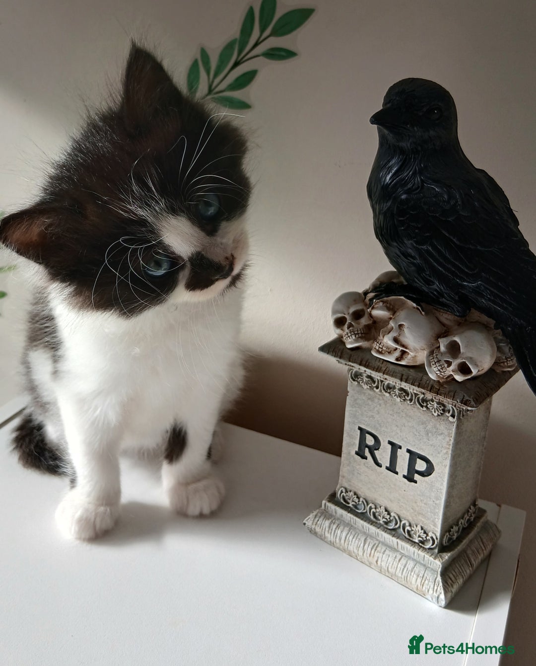 British Longhair cats for sale: 5 kitten - Image 3