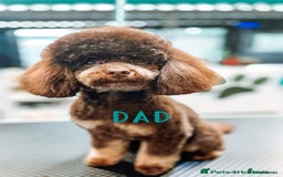 Maltipoo dogs for sale: HEALTH TESTED QUALITY F1 TOY MALTIPOO PUPPIES🩷  - Image 8