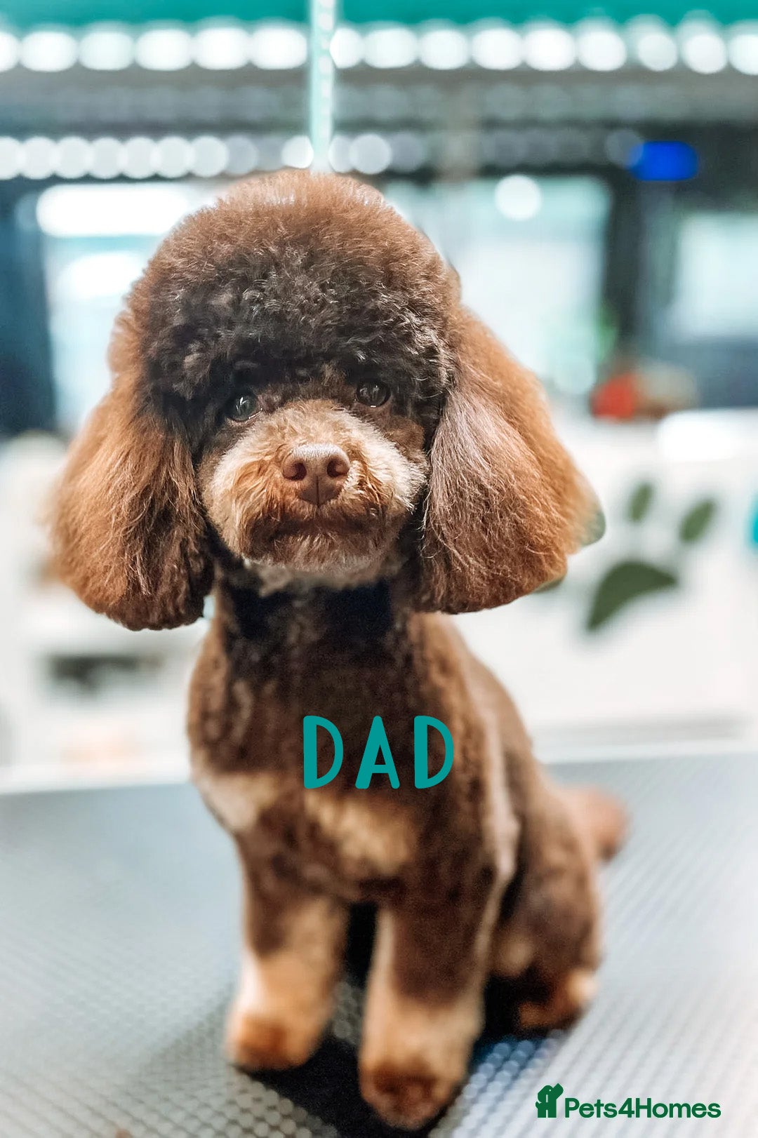 Maltipoo dogs for sale: HEALTH TESTED QUALITY F1 TOY MALTIPOO PUPPIES🩷  - Image 8