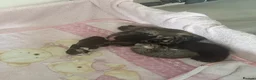 Mixed Breed cats for sale: Kittens for sale  - Advert 8