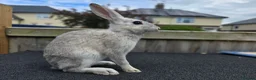 Mixed Breed rabbits for sale: A few breeds and age of rabbits  - Advert 9
