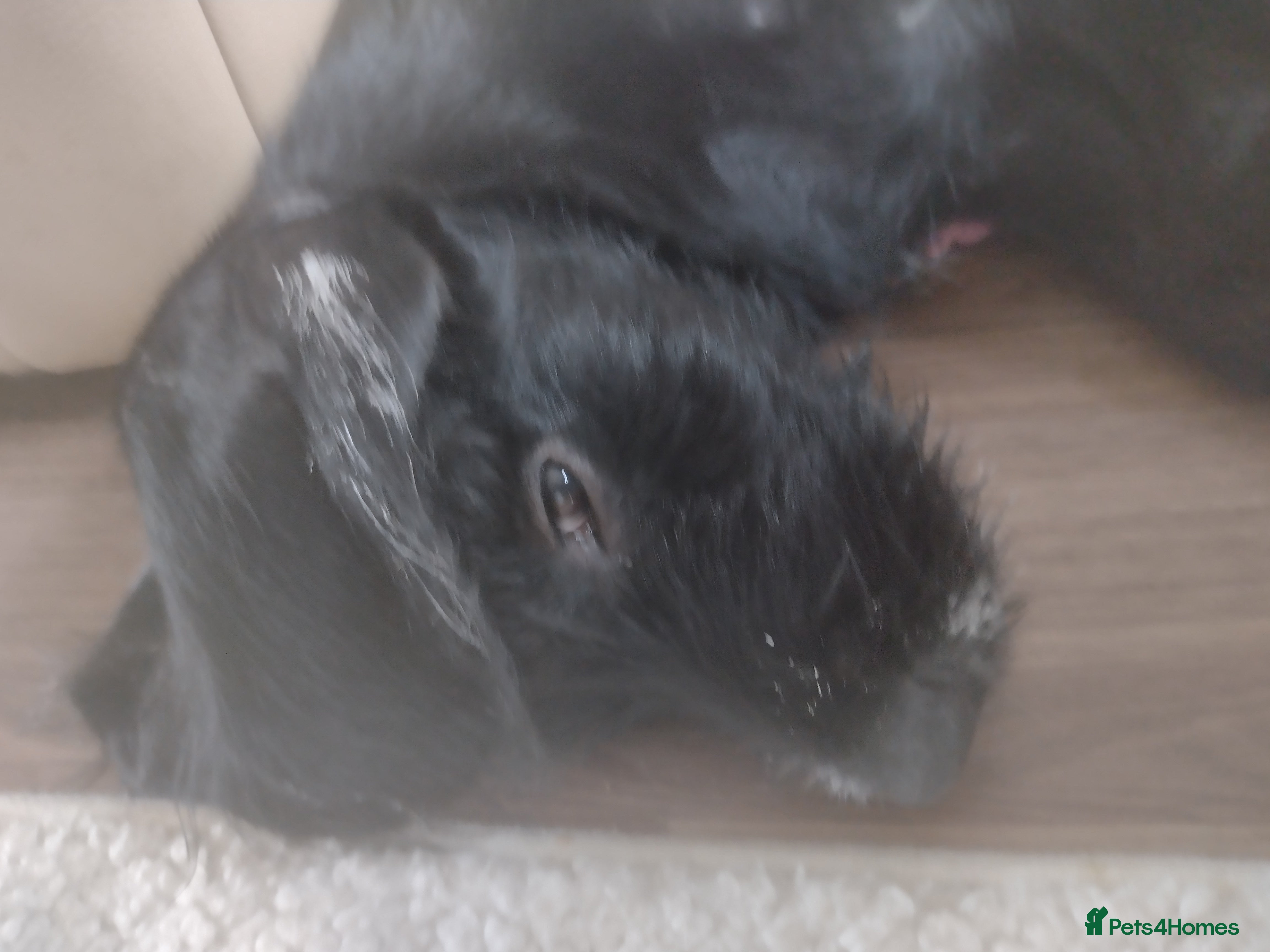 Mixed Breed dogs Sprocker x gwp - Advert 6