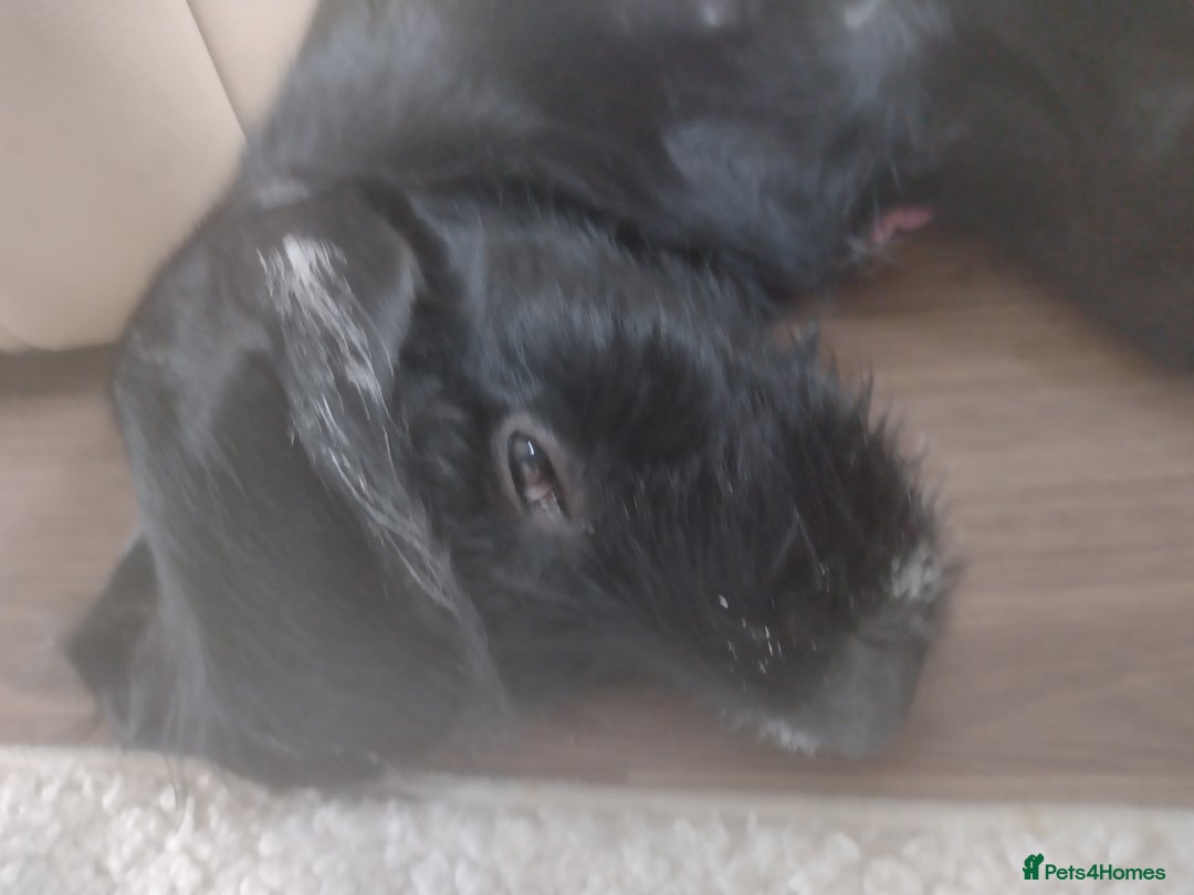 Mixed Breed dogs for sale: Sprocker x gwp - Image 1