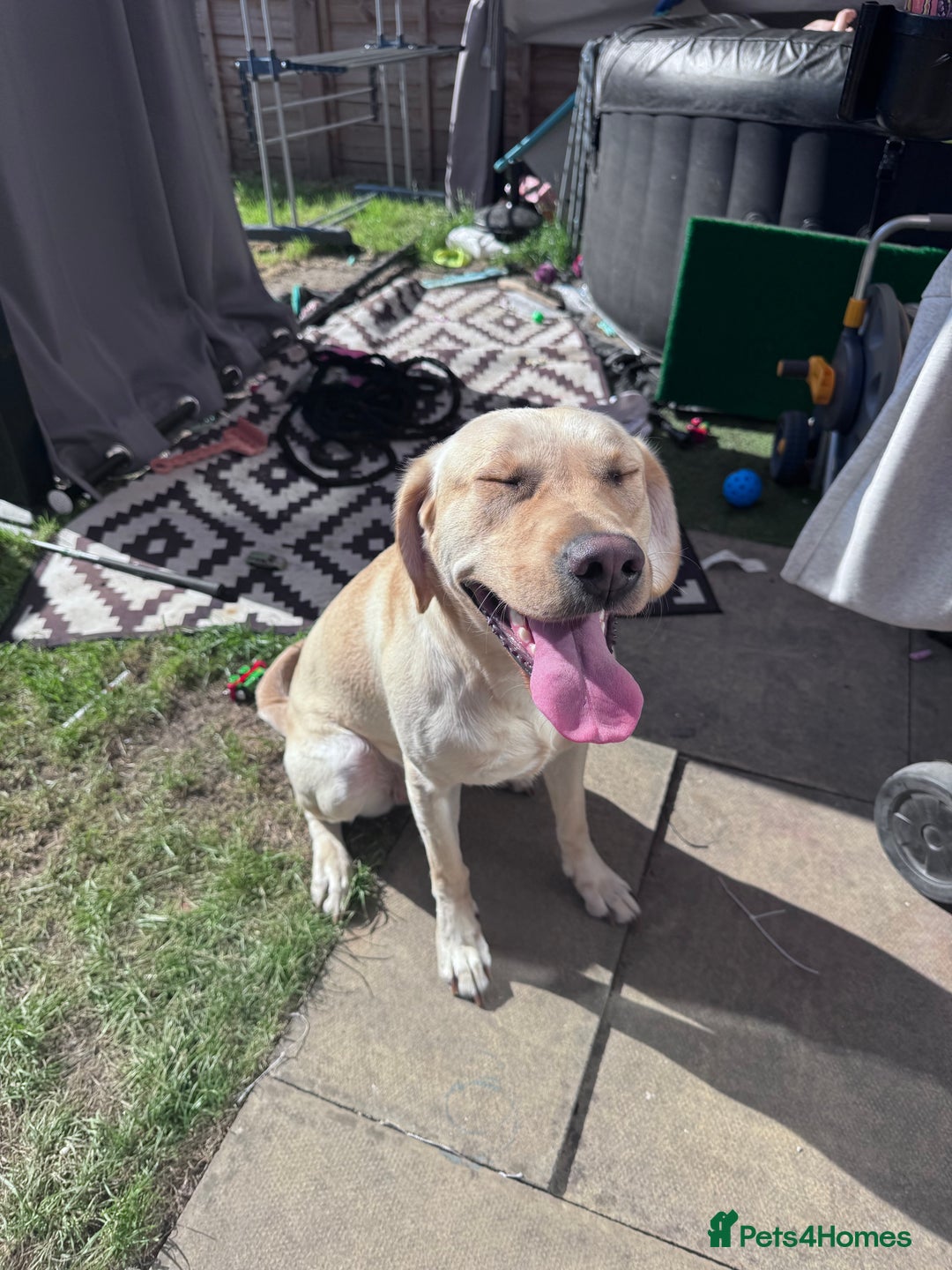 Labrador Retriever dogs for sale: Gold lab for sale - Advert 4