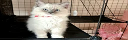Ragdoll cats for sale: Ragdoll kittens bluepoint mitted  - Advert 8
