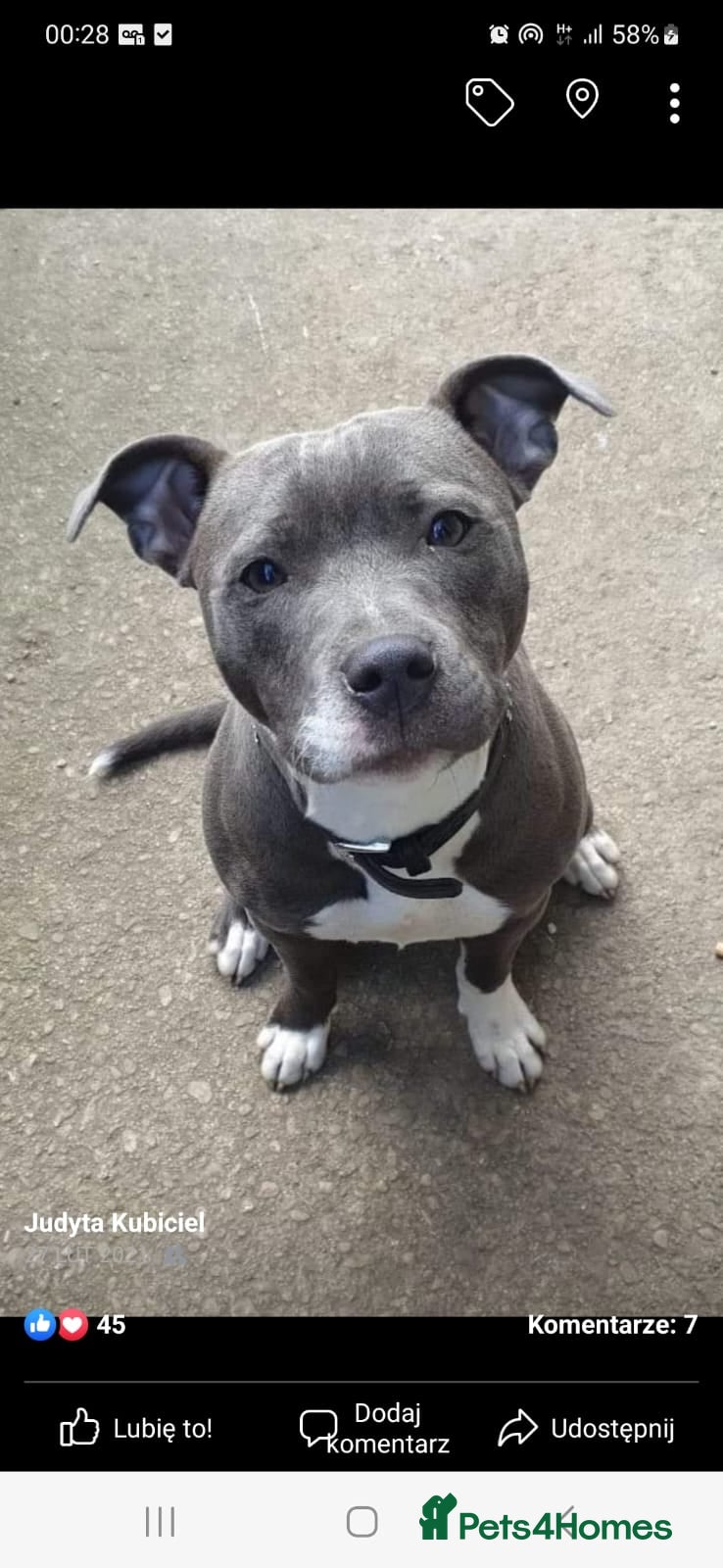 Staffordshire Bull Terrier dogs 5 blue staffies for sale - Advert 6