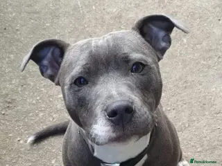 Staffordshire Bull Terrier dogs 5 blue staffies for sale - Advert 6