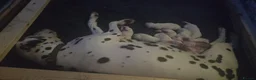 Dalmatian dogs for sale: 6 KC registered dalmatian puppies  - Advert 1