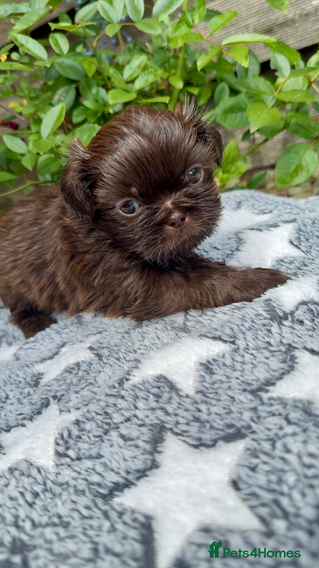 Shih Tzu dogs for sale: KC reg, 2 left! Potential blondes in Tamworth - Image 23