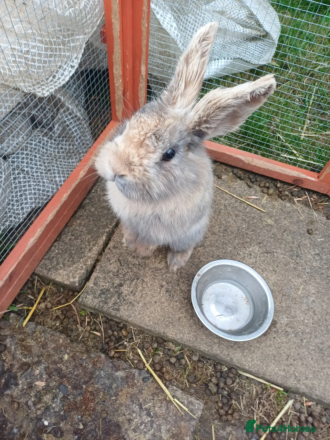 Mini Lion Lop rabbits for sale: Mixed sex 10 week old rabbits - Advert 12