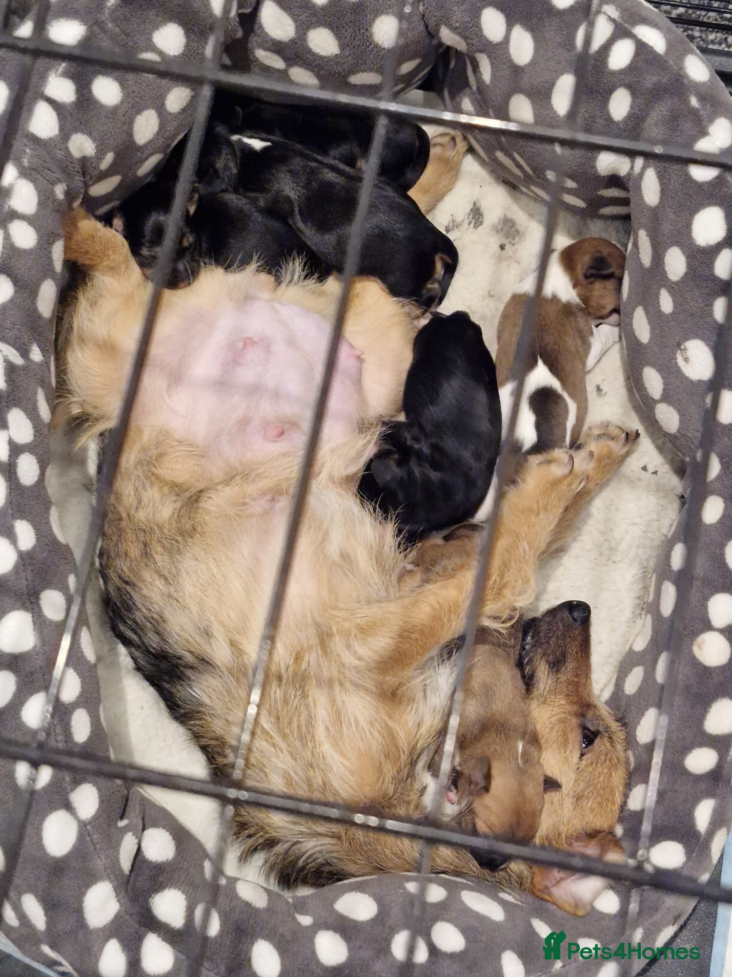 Mixed Breed dogs CavaJacks  - Advert 2