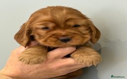 Cocker Spaniel dogs for sale: Show Type Cocker Spaniels - Image 11