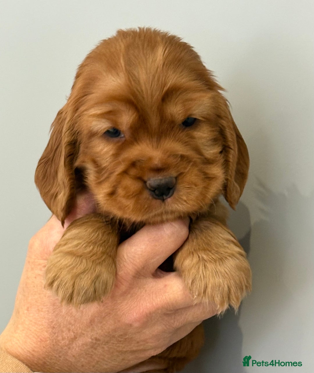 Cocker Spaniel dogs for sale: Show Type Cocker Spaniels - Image 11