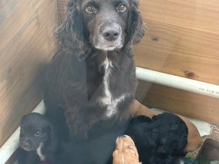 Sprocker dogs Sprocker spaniel male - Advert 1