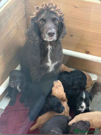 Sprocker dogs Sprocker spaniel male - Advert 6