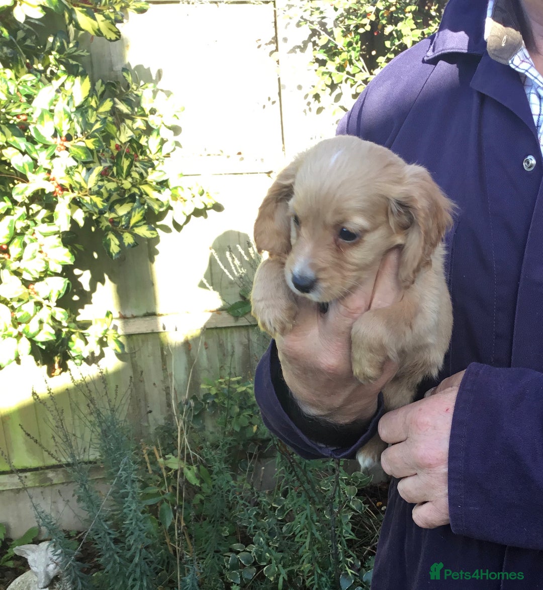 Cocker Spaniel dogs for sale: KC COCKERS HT PARENTS PUPPIES FOR SALE  - Image 9