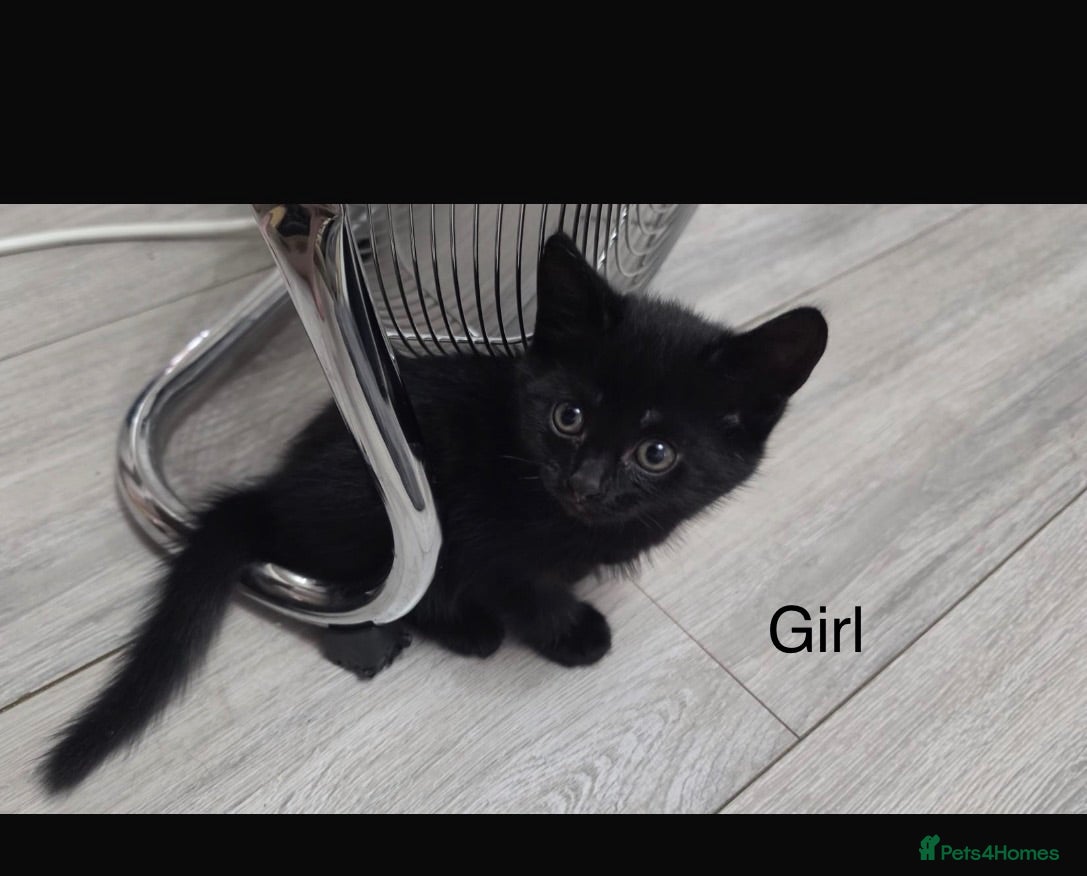 Mixed Breed cats 3 kittens available  - Advert 1