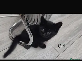 Mixed Breed cats 3 kittens available - Advert 1