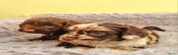 Cockapoo dogs for sale: Cockapoo puppies - Advert 9