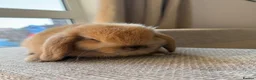 Mini Lop rabbits for sale: Beautiful Mini Lop baby rabbits - Advert 6