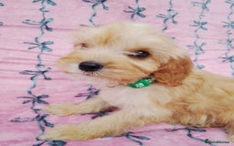 Cavapoo dogs for sale: Exceptional cavapoo puppies  - Image 17