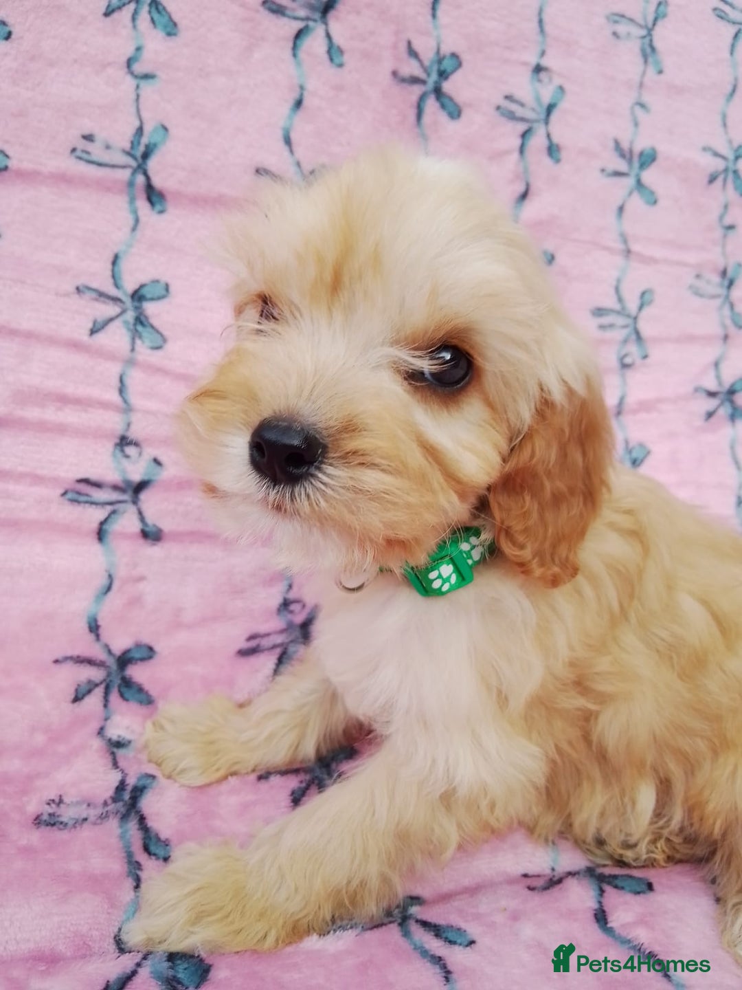 Cavapoo dogs for sale: Exceptional cavapoo puppies  - Image 17