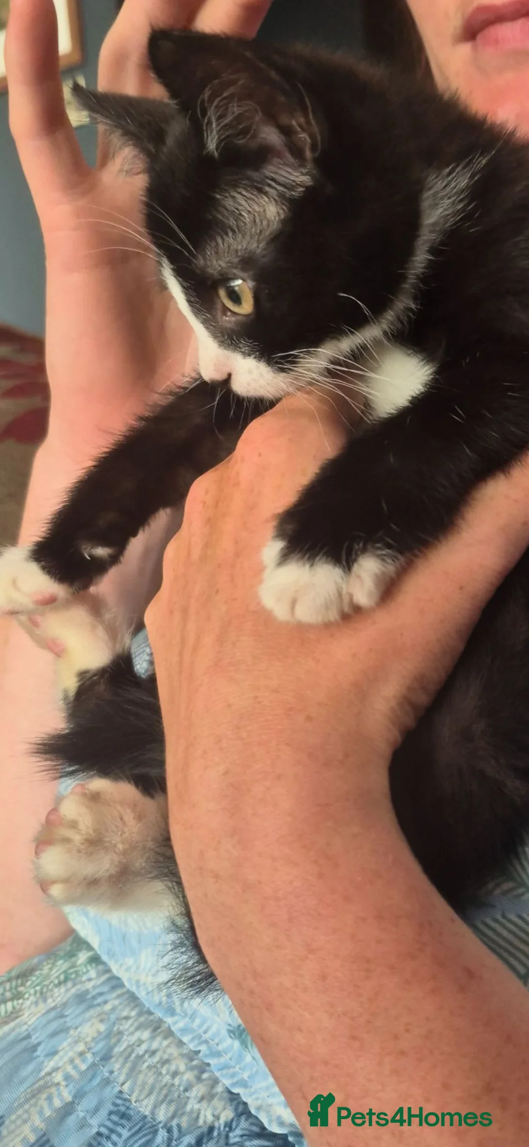 Mixed Breed cats for sale: Beautifully marked kittens . - Advert 2