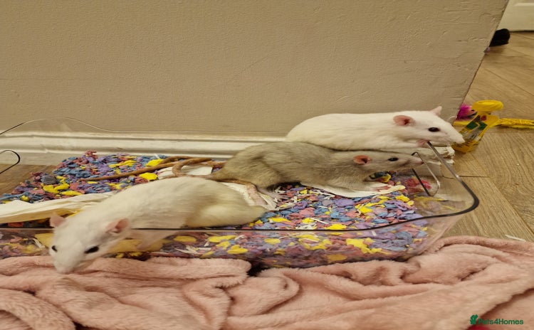 Rat rodents - Advert 11