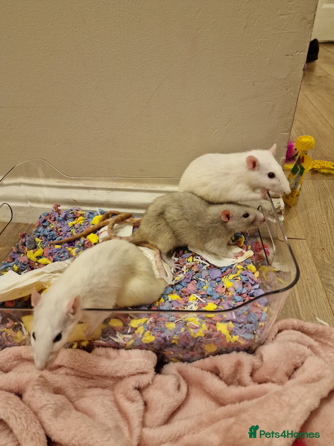 Rat rodents for sale: 3 female rats - Image 1
