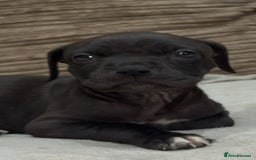 Cane Corso dogs for sale: Cane Corso Puppies for Sale - Image 11