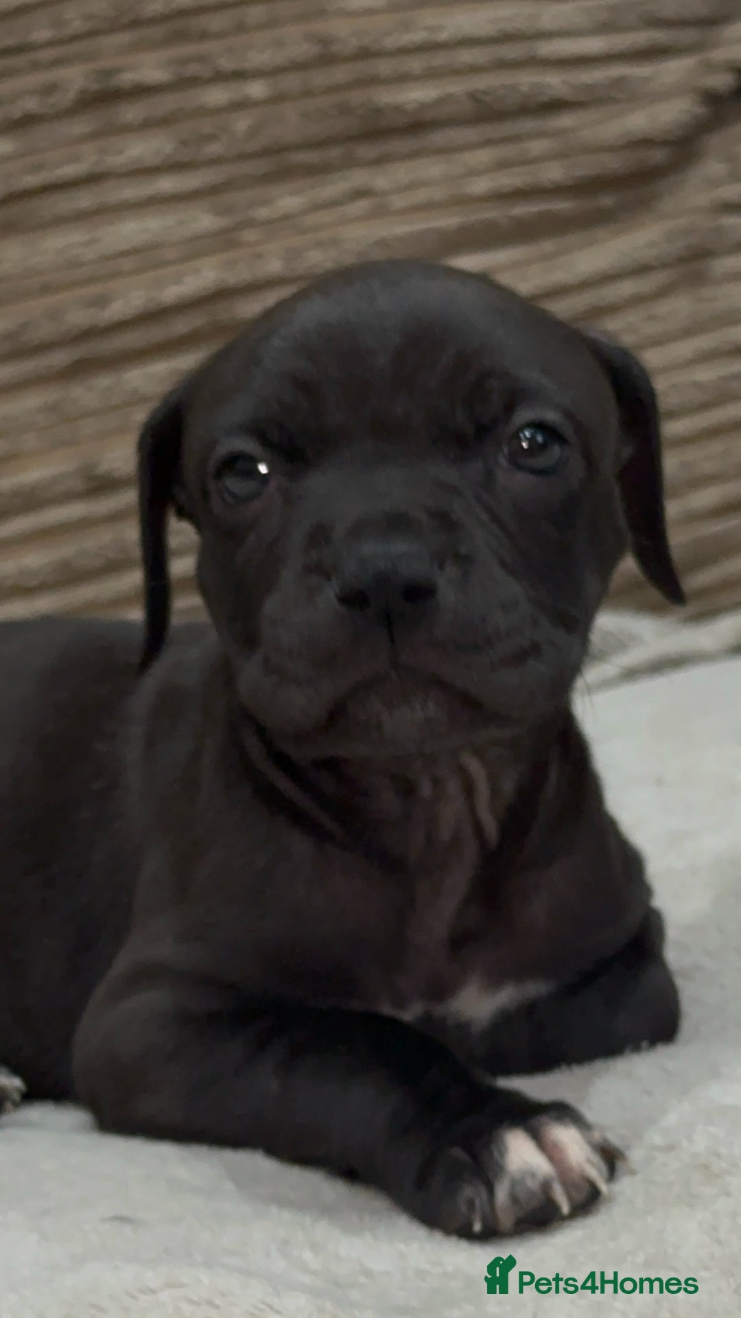 Cane Corso dogs for sale: Cane Corso Puppies for Sale - Image 11