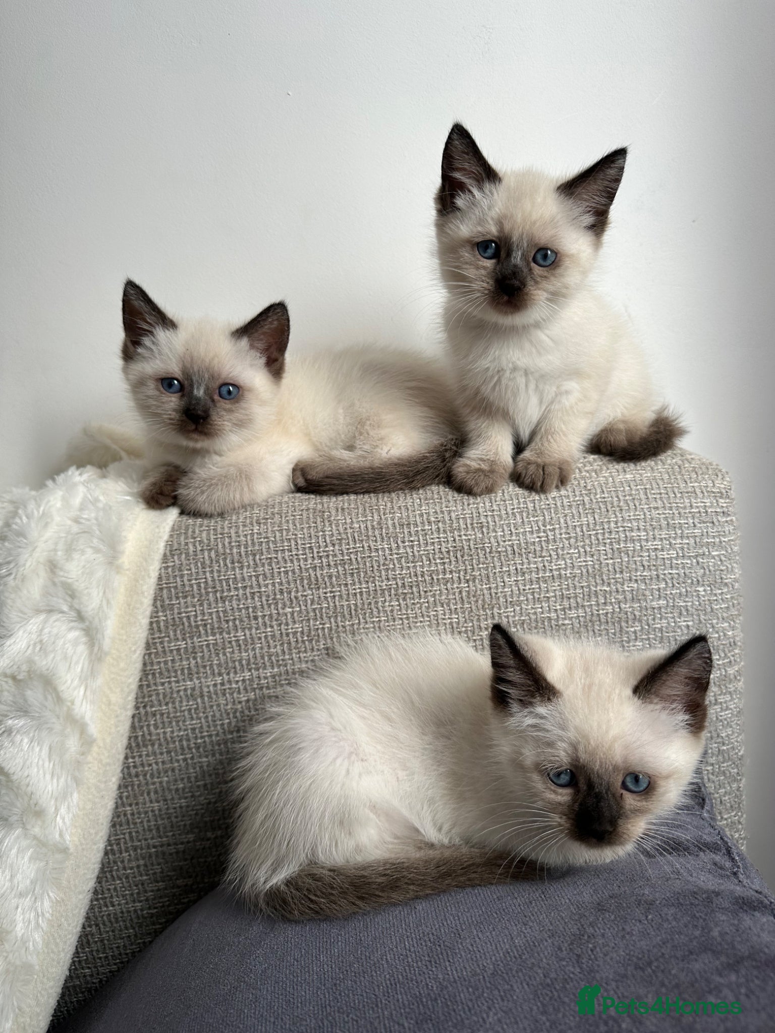 Siamese cats 1 ADORABLE GIRL AVAILABLE 🌸🌸🌸 - Advert 2